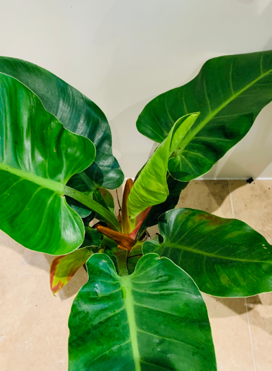 Philodendron Imperial Green Cassandra's Plants