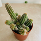 Echinopsis Chamaecereus in 5.5cm Pot Cassandra's Plants