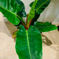 Philodendron Imperial Green Cassandra's Plants
