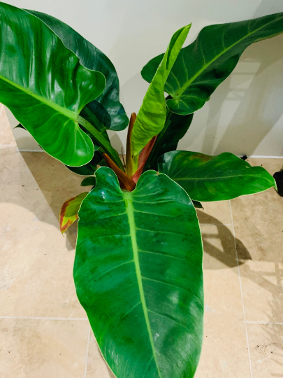 Philodendron Imperial Green Cassandra's Plants
