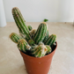 Echinopsis Chamaecereus in 5.5cm Pot Cassandra's Plants