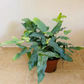 Phlebodium Aureum ‘Blue Star’ Cassandra's Plants