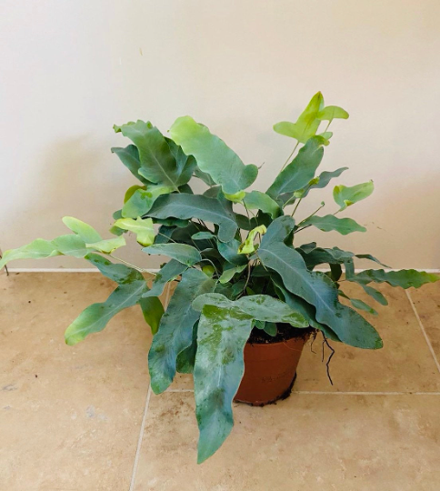 Phlebodium Aureum ‘Blue Star’ Cassandra's Plants