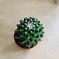 Mammillaria Knippeliana in 5.5cm Pot Cassandra's Plants