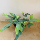 Phlebodium Aureum ‘Blue Star’ Cassandra's Plants