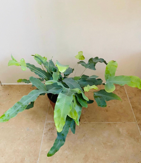 Phlebodium Aureum ‘Blue Star’ Cassandra's Plants