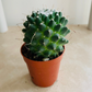 Mammillaria Knippeliana in 5.5cm Pot Cassandra's Plants
