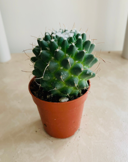 Mammillaria Knippeliana in 5.5cm Pot Cassandra's Plants