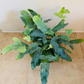 Phlebodium Aureum ‘Blue Star’ Cassandra's Plants