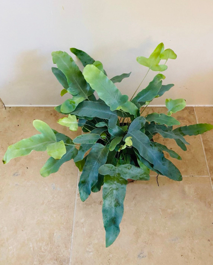 Phlebodium Aureum ‘Blue Star’ Cassandra's Plants