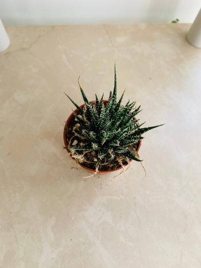 Aloe Haworthioides 5.5cm Pot Cassandra's Plants