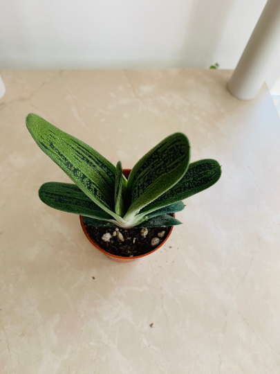 Gasteria Little Warty Cassandra's Plants