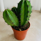 Lemaireocereus Pruinosus Cactus Cassandra's Plants