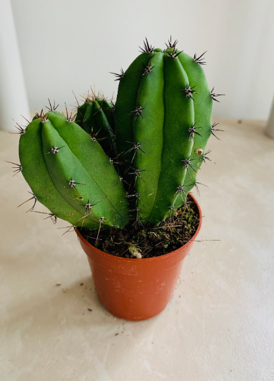 Lemaireocereus Pruinosus Cactus Cassandra's Plants