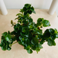 Pilea Himalaya Depressa 'Creeping Charlie' Cassandra's Plants