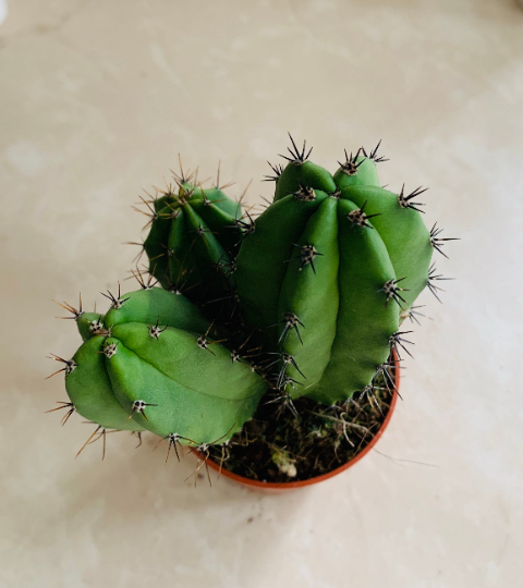Lemaireocereus Pruinosus Cactus Cassandra's Plants