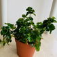 Pilea Himalaya Depressa 'Creeping Charlie' Cassandra's Plants