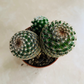 Mammillaria Matudae Cactus Cassandra's Plants