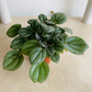 Peperomia Milano Cassandra's Plants