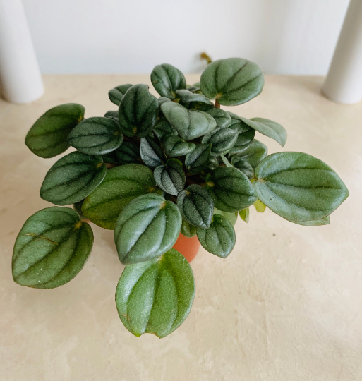 Peperomia Milano Cassandra's Plants