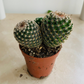 Mammillaria Matudae Cactus Cassandra's Plants