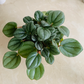 Peperomia Milano Cassandra's Plants