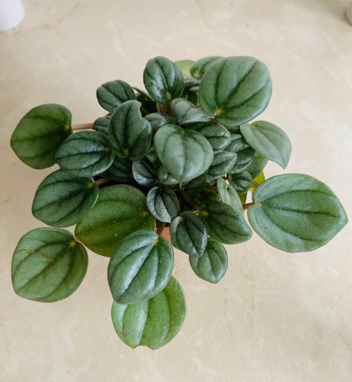 Peperomia Milano Cassandra's Plants