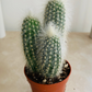 Cleistocactus Strausii Cactus 5.5cm Pot Cassandras's Plants