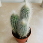 Cleistocactus Strausii Cactus 5.5cm Pot Cassandras's Plants