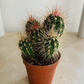 Mammillaria Spinosissima "Redheaded Irishman" Cactus Cassandra's Plants