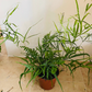 Pteris Cretica Fern Cassandra's Plants