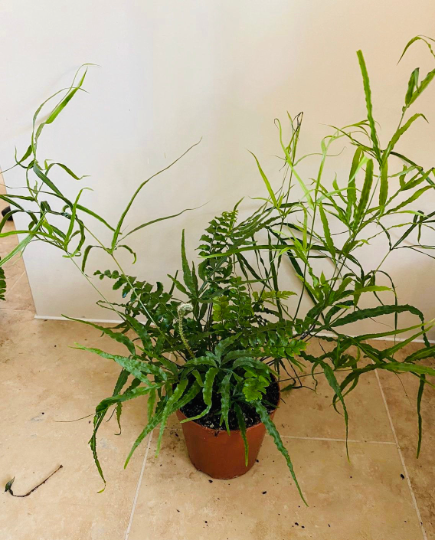 Pteris Cretica Fern Cassandra's Plants
