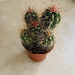 Mammillaria Spinosissima "Redheaded Irishman" Cactus Cassandra's Plants