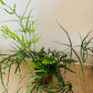 Pteris Cretica Fern Cassandra's Plants