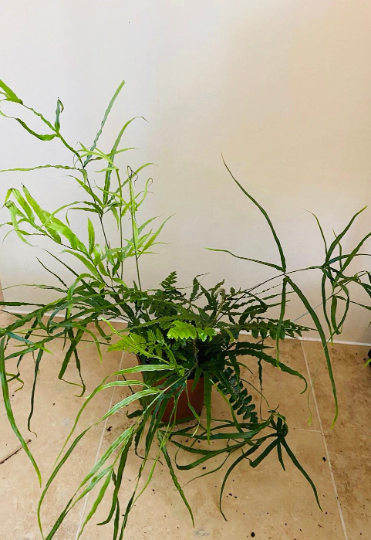 Pteris Cretica Fern Cassandra's Plants