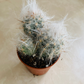 Oreocereus Trollii "Old Man Of The Andes" Cassandra's Plants