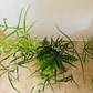 Pteris Cretica Fern Cassandra's Plants
