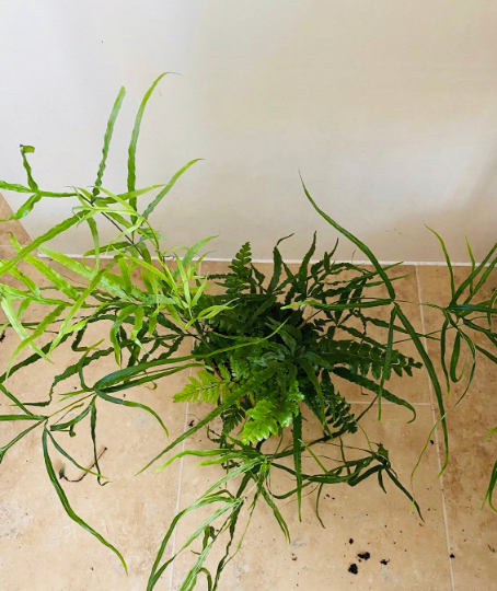 Pteris Cretica Fern Cassandra's Plants