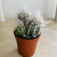 Oreocereus Trollii "Old Man Of The Andes" Cassandra's Plants
