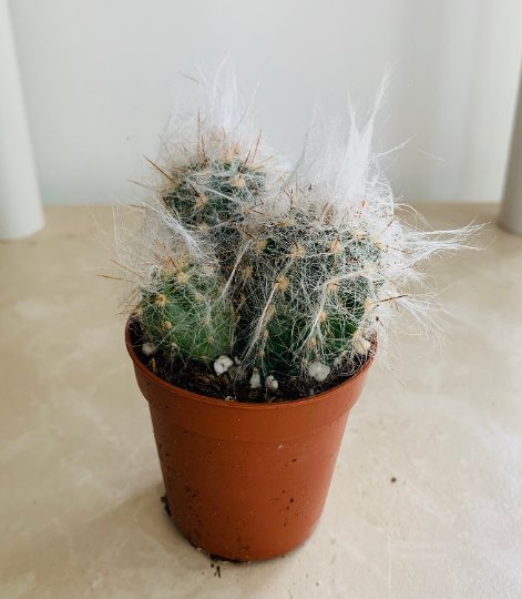 Oreocereus Trollii "Old Man Of The Andes" Cassandra's Plants