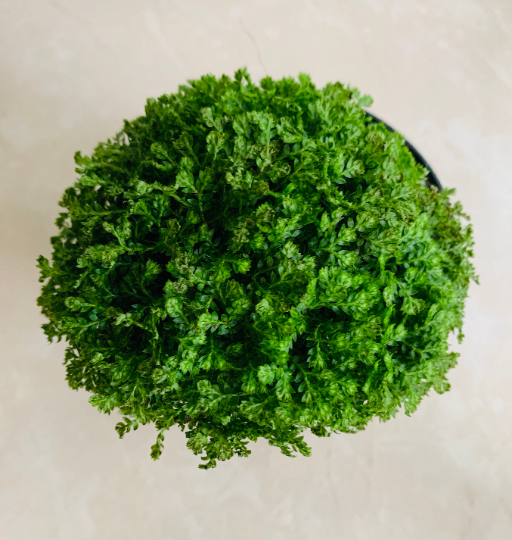 Selaginella Apoda Meadow Spikemoss Cassandra's Plants