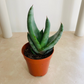 Aloe Ferox 5.5cm Pot Cassandra's Plants