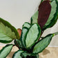 Calathea Picturata 12cm Pot Cassandra's Plants