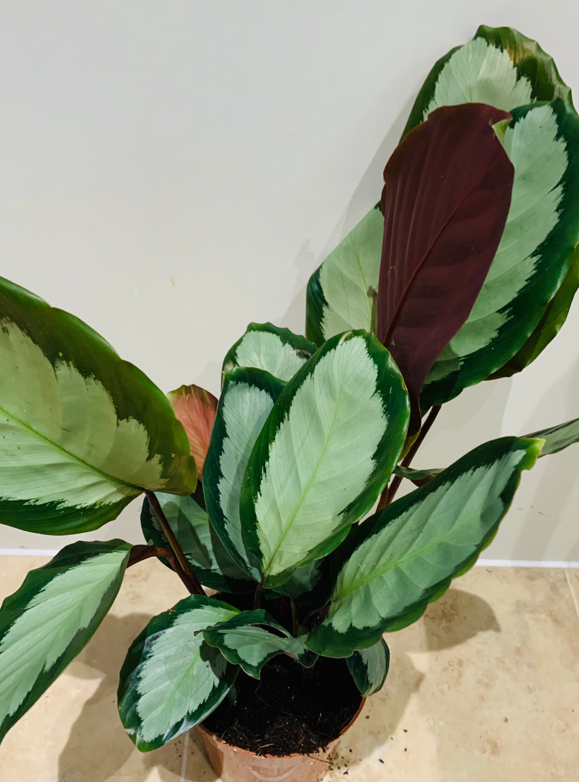 Calathea Picturata 12cm Pot Cassandra's Plants