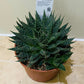 Aloe Artistata 10cm Pot Cassandra's Plants