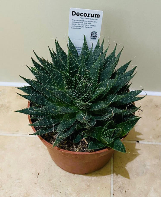 Aloe Artistata 10cm Pot Cassandra's Plants