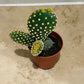 Opuntia Microdasys Var. Pallida "Bunny Ears" in 5.5cm Pot Cassandra's Plants