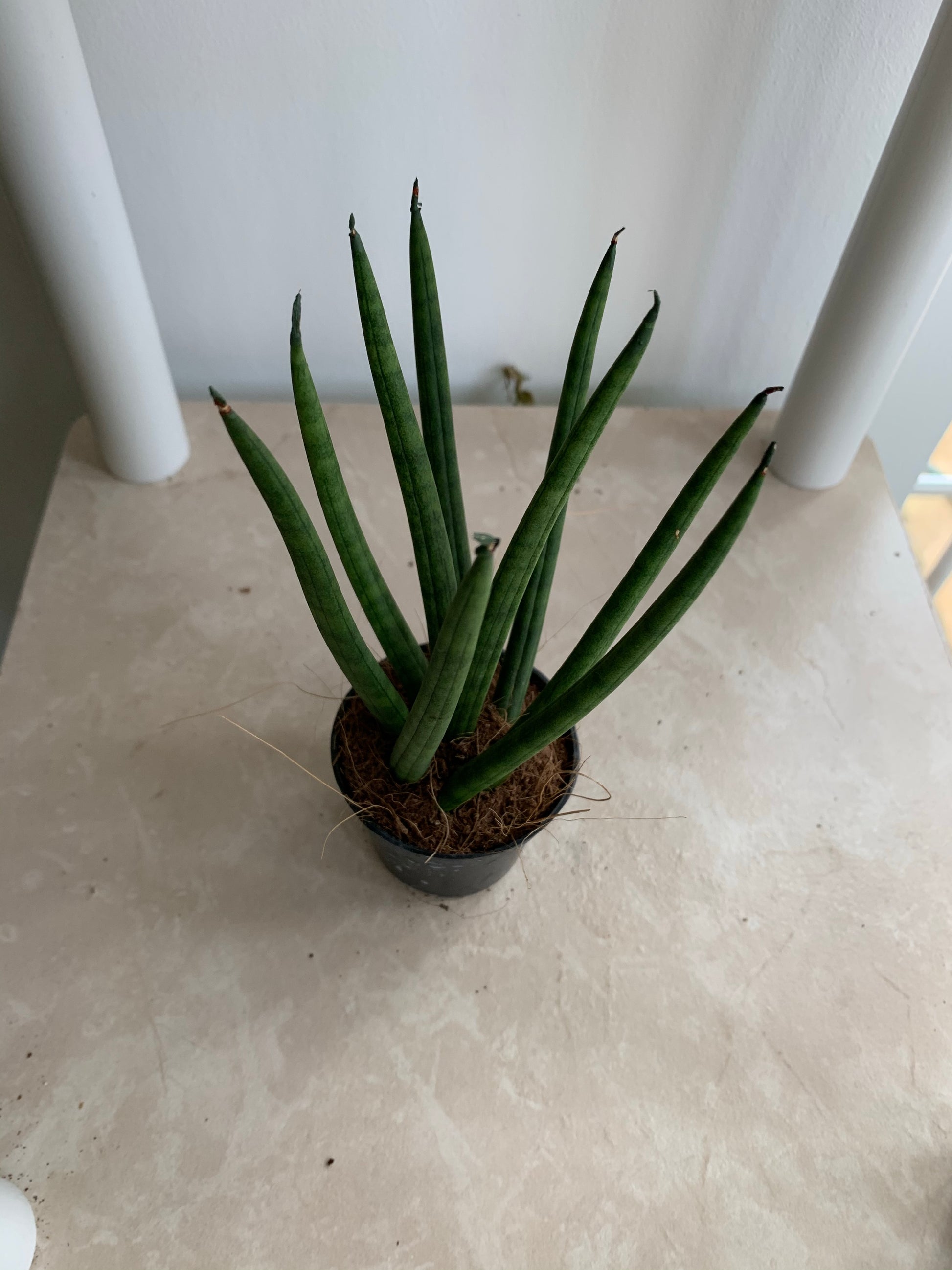 Sansevieria Cylindrica Mikado Cassandra's Plants