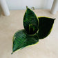 Sansevieria Trifasciata Laurentii