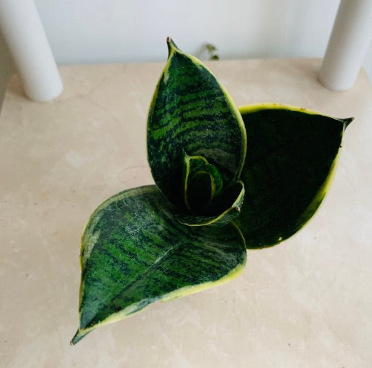 Sansevieria Trifasciata Laurentii